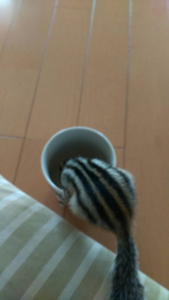 寒い朝は