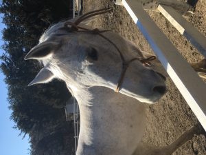 八ヶ岳♪乗馬