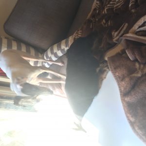 愛犬