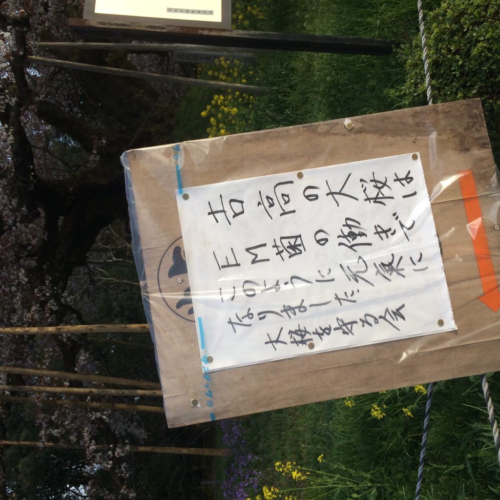ゼロ磁場の大桜