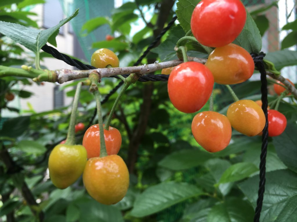 太陽サンサン