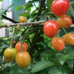 Thumbnail of related posts 044